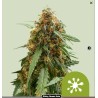 STICKY QUEEN AUTO · Royal Queen Seeds · semillas de marihuana · AutoFem