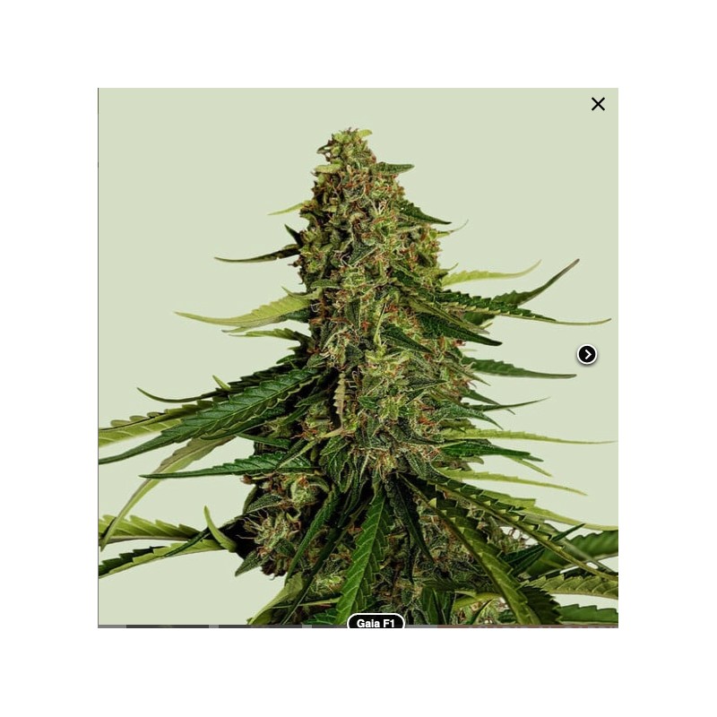 GAIA F1 · Royal Queen Seeds · semi di canapa indiana · AutoFem
