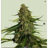 GAIA F1 · Royal Queen Seeds · semillas de marihuana · AutoFem