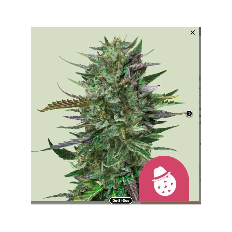 DO-SI-DOS · Royal Queen Seeds · semillas de marihuana · Fem