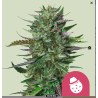 DO-SI-DOS · Royal Queen Seeds · semillas de marihuana · Fem
