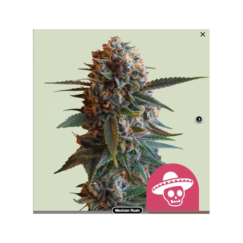 MEXICAN RUSH · Royal Queen Seeds · semillas de marihuana · Fem