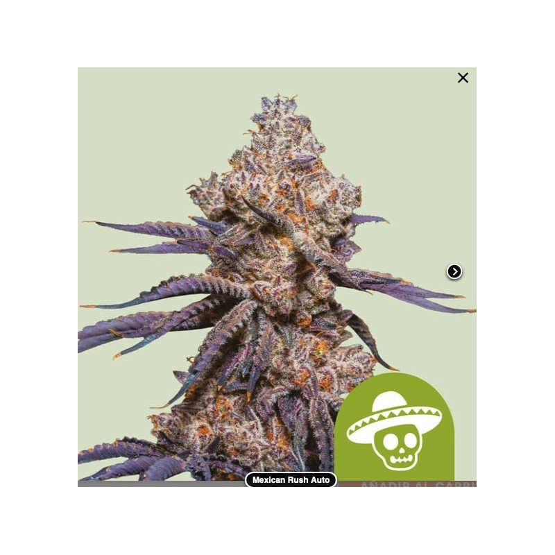MEXICAN RUSH AUTO · Royal Queen Seeds · semi di canapa indiana · AutoFem