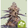 MEXICAN RUSH AUTO · Royal Queen Seeds · cannabis seeds · AutoFem