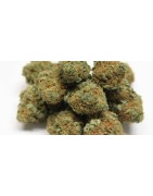 Marijuana Strains
