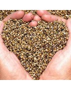 Buy Marijuana Seeds