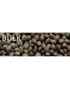 Semi all Ingrosso