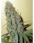 Tipo Di Marihuana CHEESE