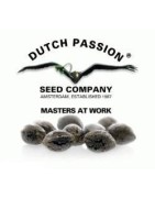 Dutch Passion