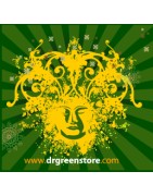 Dr Green Seeds
