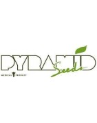 Pyramid Seeds